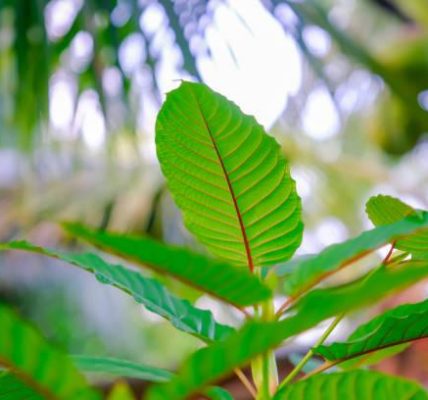 Strongest White Bali Kratom Strains to Boost Your Day