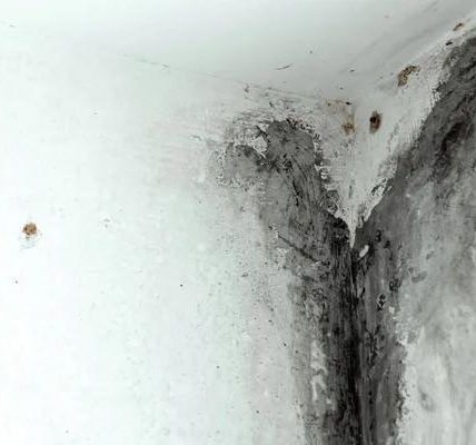 Mold Removal Experts in Boca Raton: Your Path to Clean Air