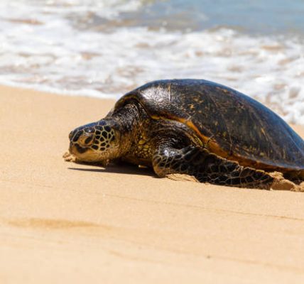 Unveil Oahu's Turtle Hotspots Snorkeling Tours