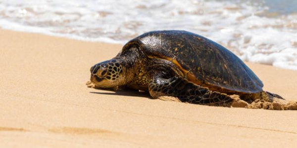 Unveil Oahu's Turtle Hotspots Snorkeling Tours