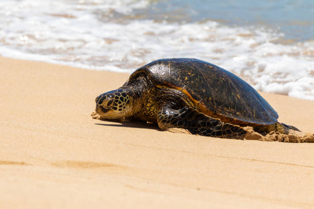 Unveil Oahu's Turtle Hotspots Snorkeling Tours