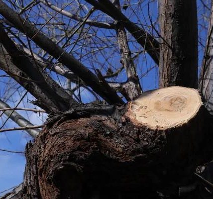 Protect Your Home and Yard with Professional Tree Removal